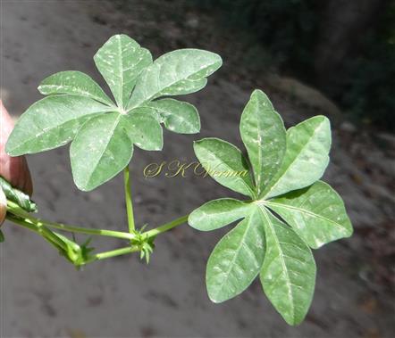  Leafy shoot